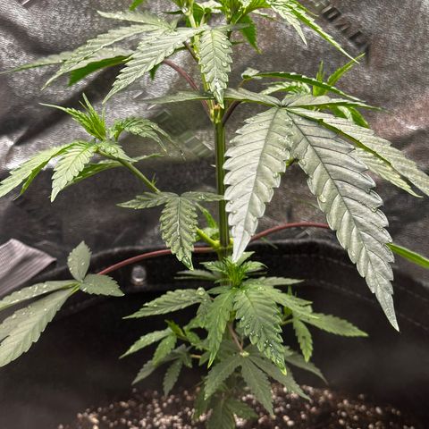 Lemon Tree growlog timeline photo