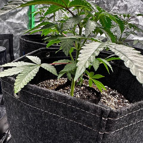 Lemon Tree growlog timeline photo