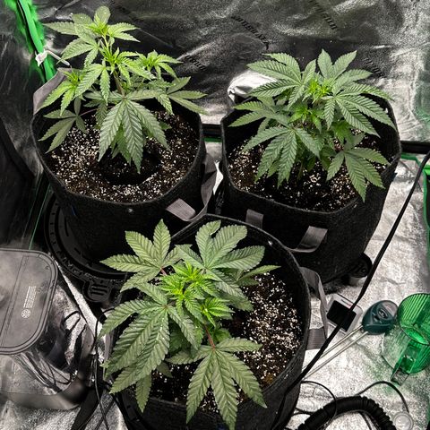 Lemon Tree growlog timeline photo