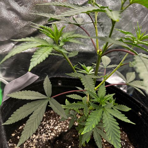 Lemon Tree growlog timeline photo