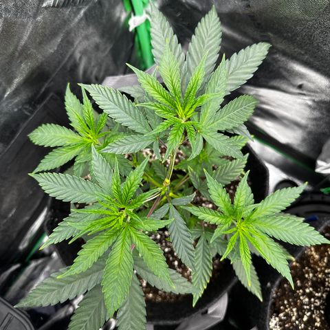 Lemon Tree growlog timeline photo