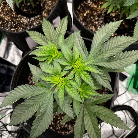 Lemon Tree growlog timeline photo