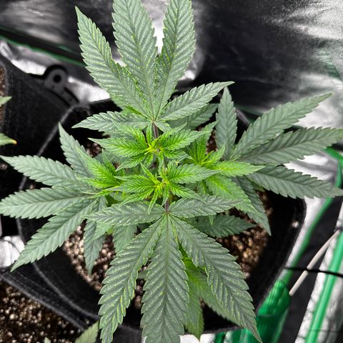 Lemon Tree growlog timeline photo