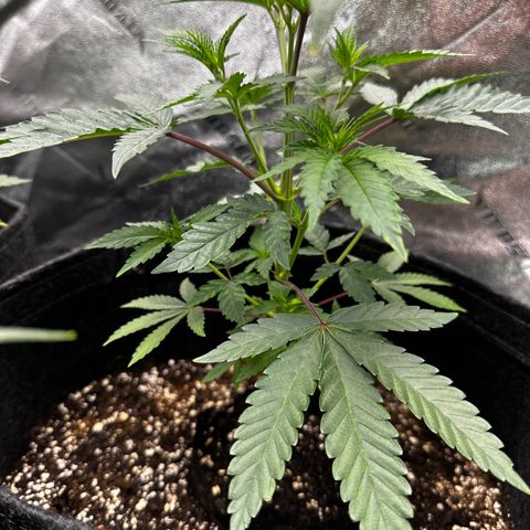 Lemon Tree growlog timeline photo