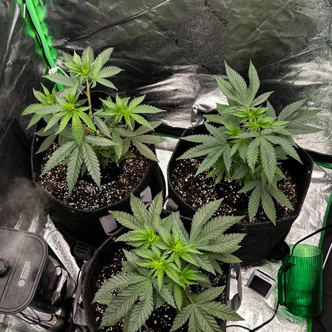 Lemon Tree growlog timeline photo