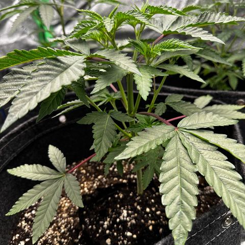 Lemon Tree growlog timeline photo