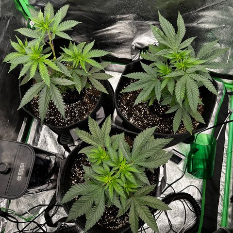 Lemon Tree growlog timeline photo