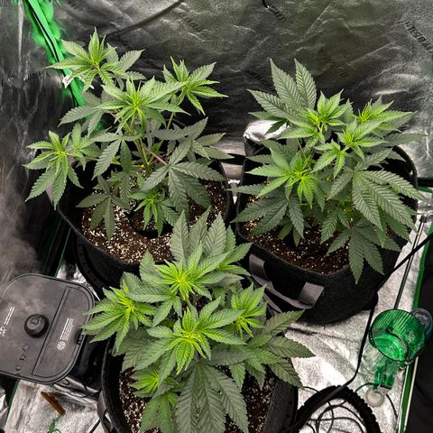 Lemon Tree growlog timeline photo