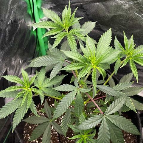 Lemon Tree growlog timeline photo
