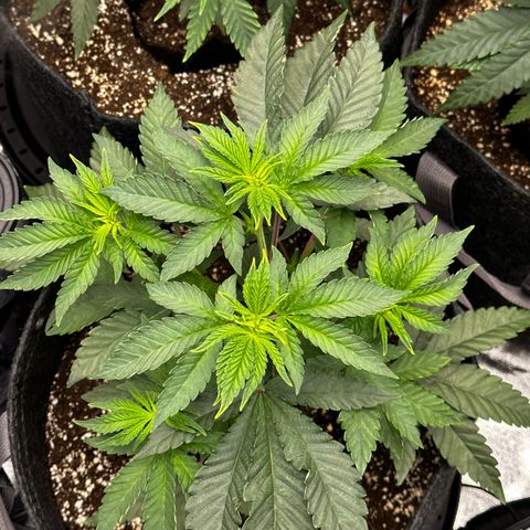 Lemon Tree growlog timeline photo