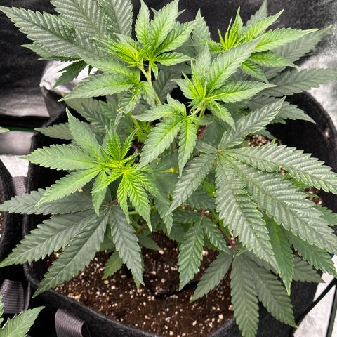 Lemon Tree growlog timeline photo