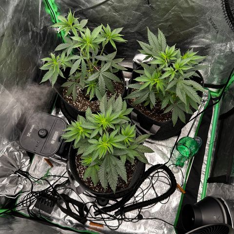 Lemon Tree growlog timeline photo