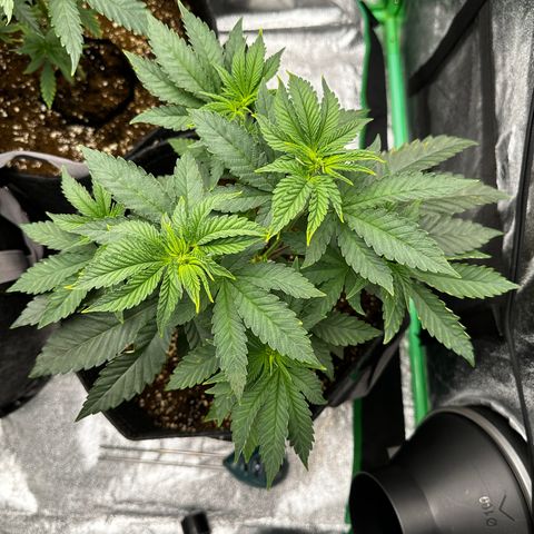 Lemon Tree growlog photo: Cleaned tent, added kelp 9/2. Adjusted lights to 75% lowered