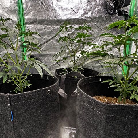 Lemon Tree growlog photo: Cleaned tent, added kelp 9/2. Adjusted lights to 75% lowered
