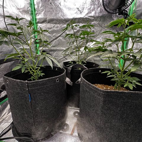 Lemon Tree growlog photo: Cleaned tent, added kelp 9/2. Adjusted lights to 75% lowered