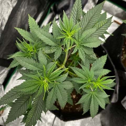 Lemon Tree growlog photo: Cleaned tent, added kelp 9/2. Adjusted lights to 75% lowered