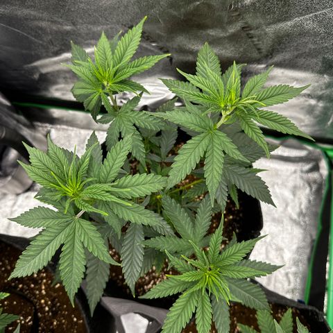 Lemon Tree growlog photo: Cleaned tent, added kelp 9/2. Adjusted lights to 75% lowered