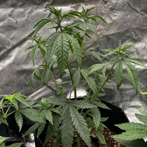 Lemon Tree growlog timeline photo