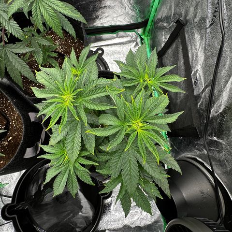 Lemon Tree growlog timeline photo