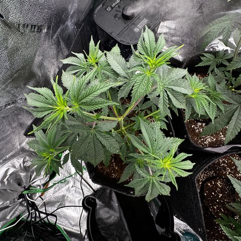 Lemon Tree growlog timeline photo