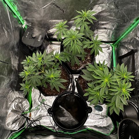 Lemon Tree growlog timeline photo
