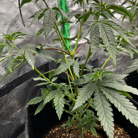 Lemon Tree growlog timeline photo