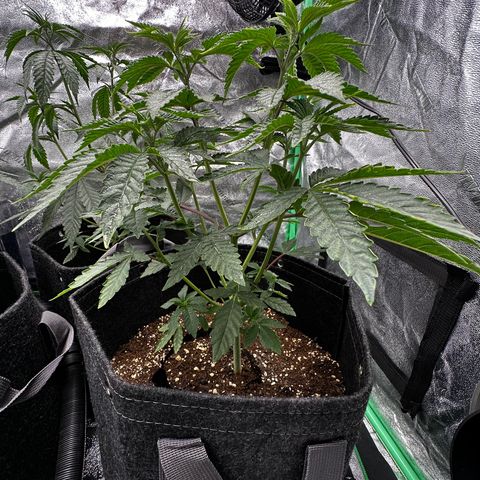Lemon Tree growlog timeline photo