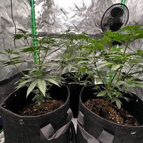Lemon Tree growlog photo: 1/2 teaspoon 2 liters water all of them