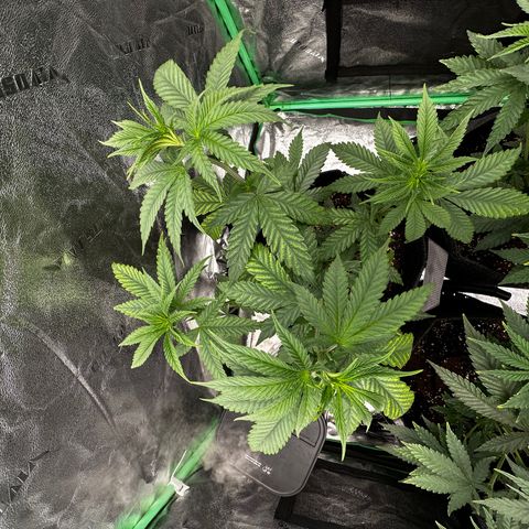 Lemon Tree growlog photo: 1/2 teaspoon 2 liters water all of them