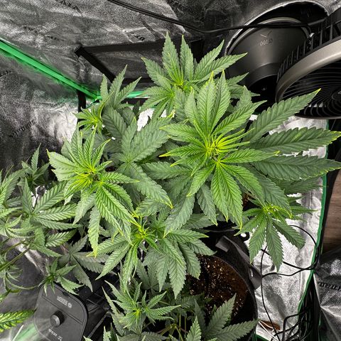 Lemon Tree growlog photo: 1/2 teaspoon 2 liters water all of them