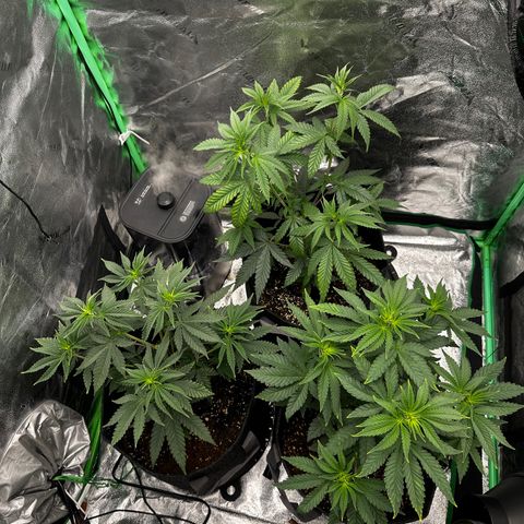 Lemon Tree growlog photo: 1/2 teaspoon 2 liters water all of them