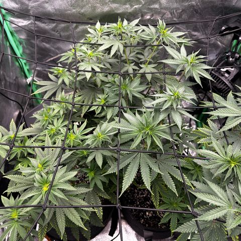 Lemon Tree growlog timeline photo