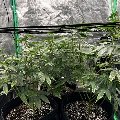 Lemon Tree growlog timeline photo