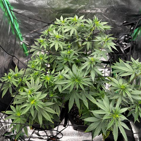 Lemon Tree growlog timeline photo