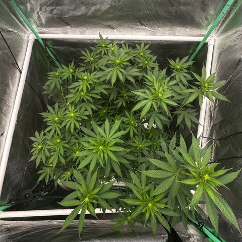 Lemon Tree growlog photo: Day 11 flower