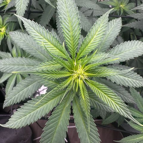 Lemon Tree growlog photo: Day 11 flower