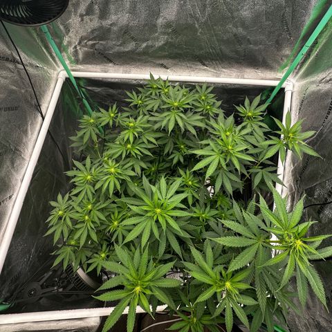 Lemon Tree growlog photo: Day 11 flower