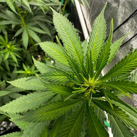 Lemon Tree growlog photo: Day 11 flower