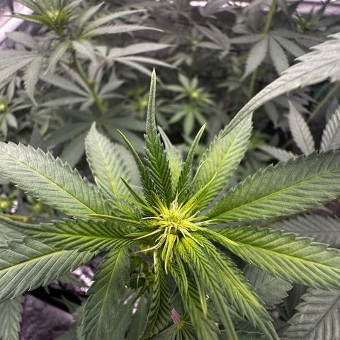 Lemon Tree growlog photo: Day 11 flower