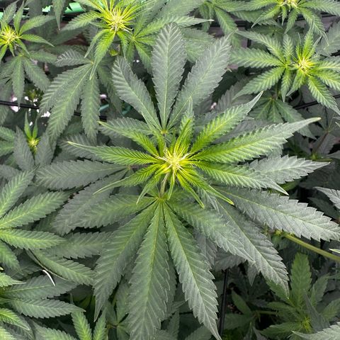 Lemon Tree growlog photo: Day 11 flower