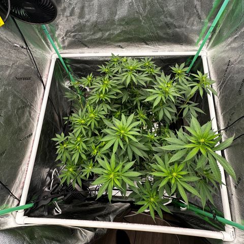Lemon Tree growlog photo: Day 11 flower