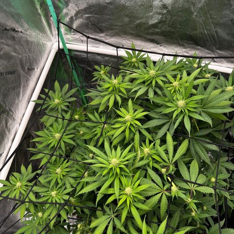 Lemon Tree growlog timeline photo