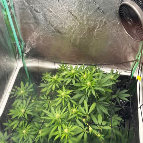 Lemon Tree growlog timeline photo