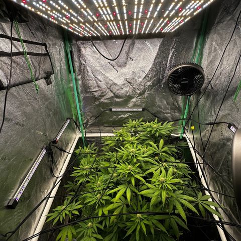 Lemon Tree growlog timeline photo