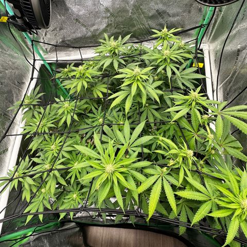 Lemon Tree growlog timeline photo