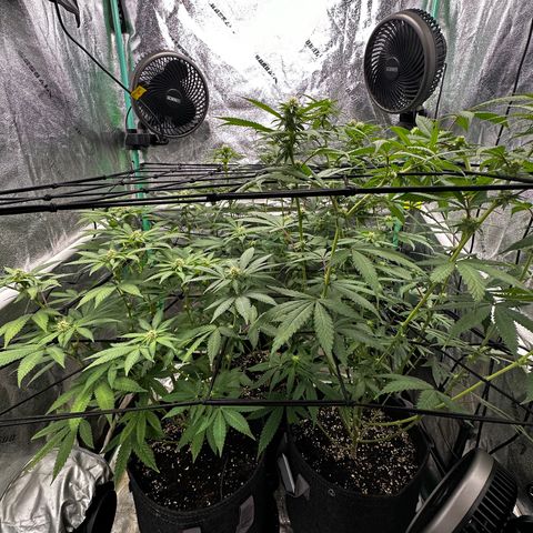 Lemon Tree growlog timeline photo