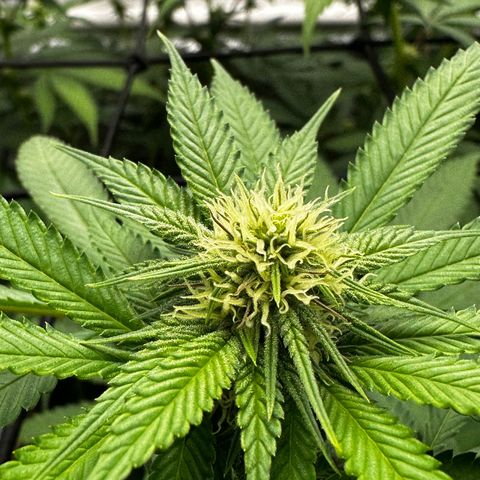 Lemon Tree growlog timeline photo