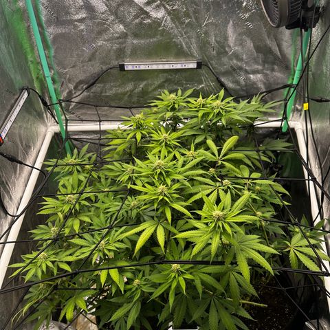Lemon Tree growlog timeline photo