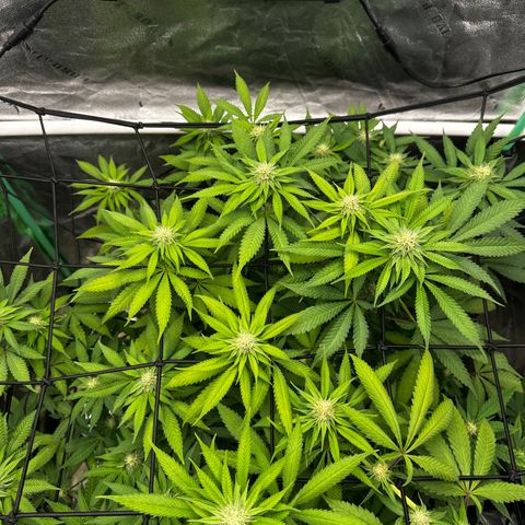 Lemon Tree growlog timeline photo
