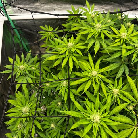 Lemon Tree growlog timeline photo